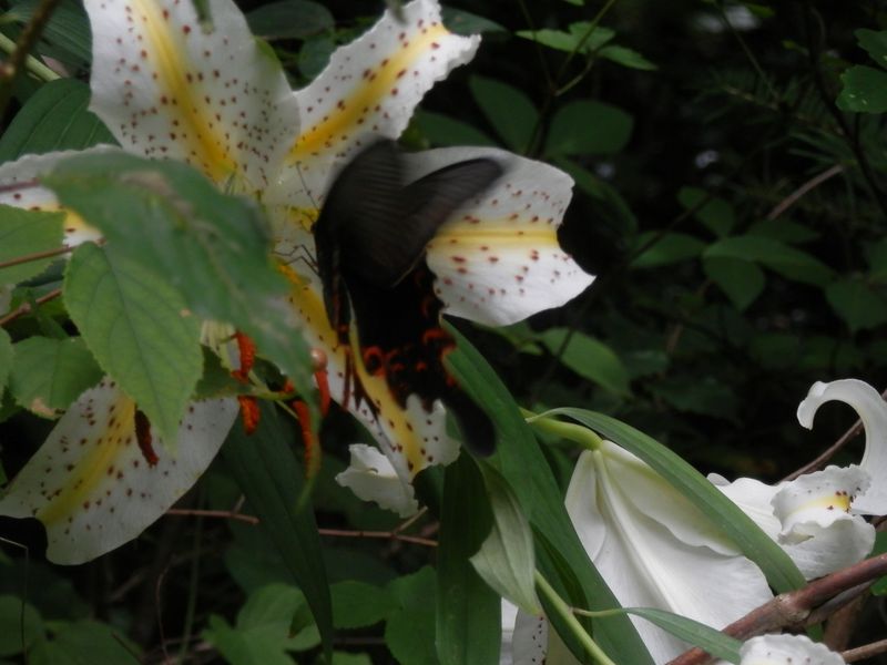 クロアゲハとヤマユリ