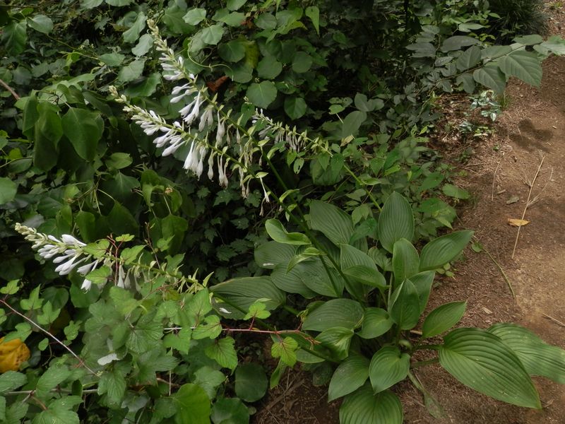 オオバギボウシ