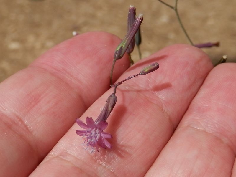 ムラサキニガナ