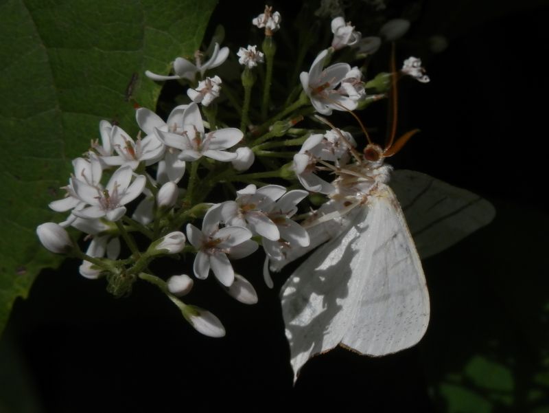 シロツバメエダシャク（蛾）