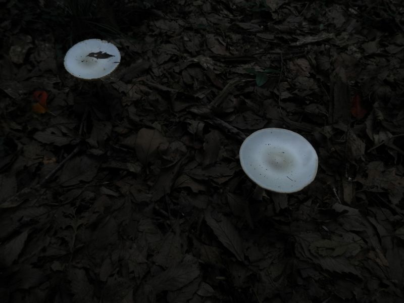 腐葉土がたっぷり