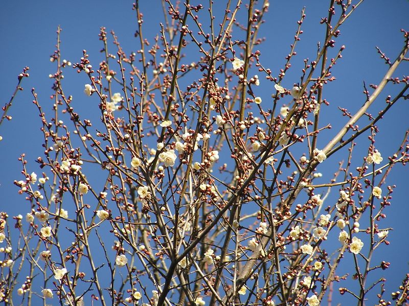 南高尾山稜 -- すでに咲き始めた梅の花