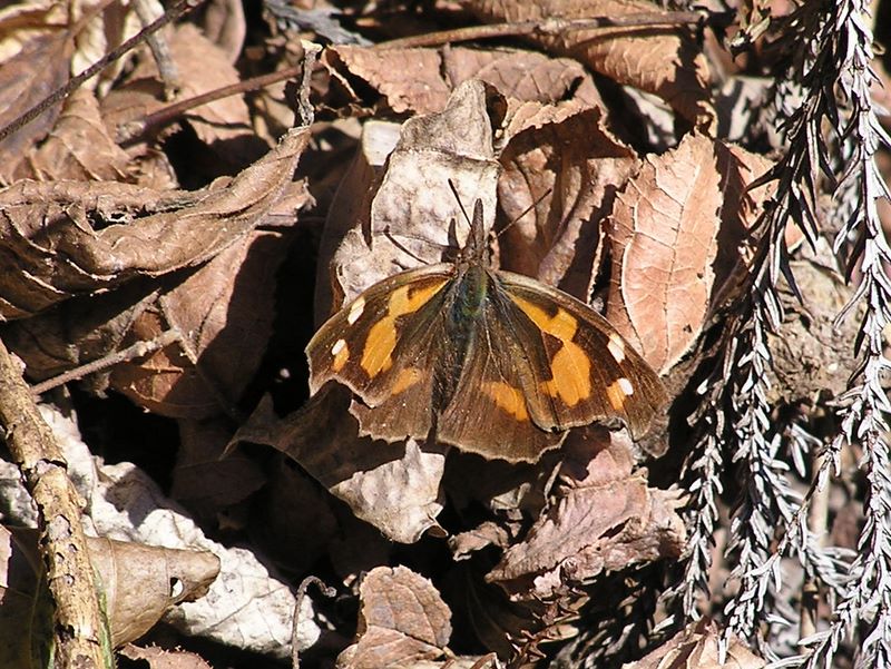 南高尾山稜 -- 冬越しのテングチョウ