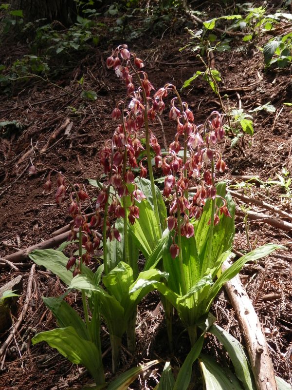 エビネが咲き始めていた