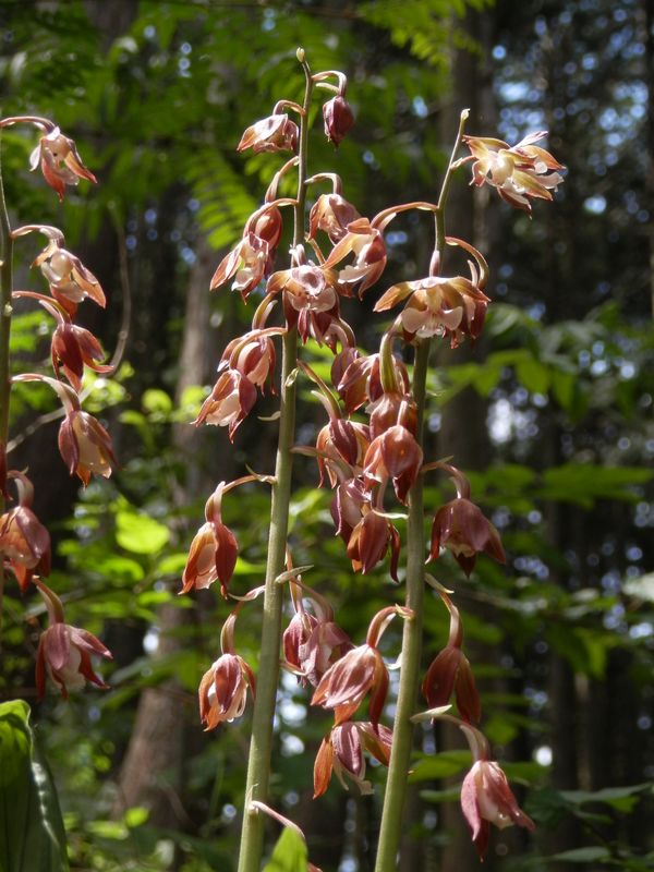 高尾山のエビネ (2)