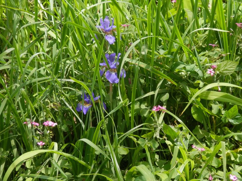 草むらに埋もれたアヤメとイモカタバミ