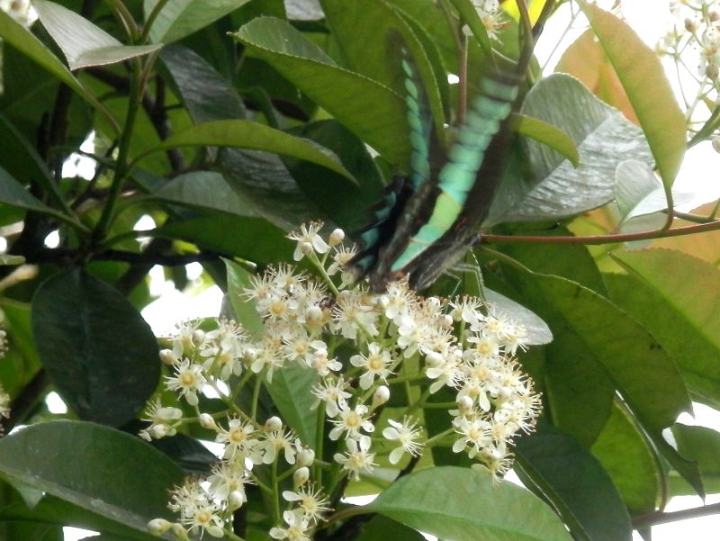 アオスジアゲハとベニカナメモチ