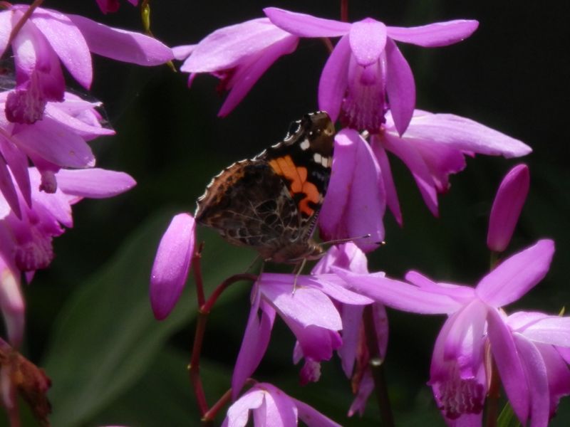 アカタテハとシラン