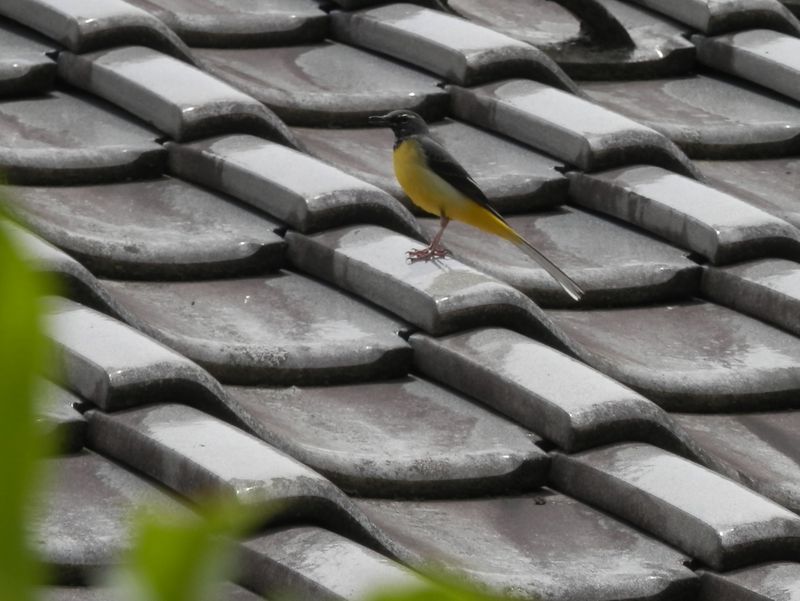 屋根瓦の上のキセキレイ