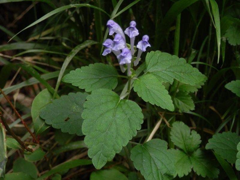 オカタツナミソウ