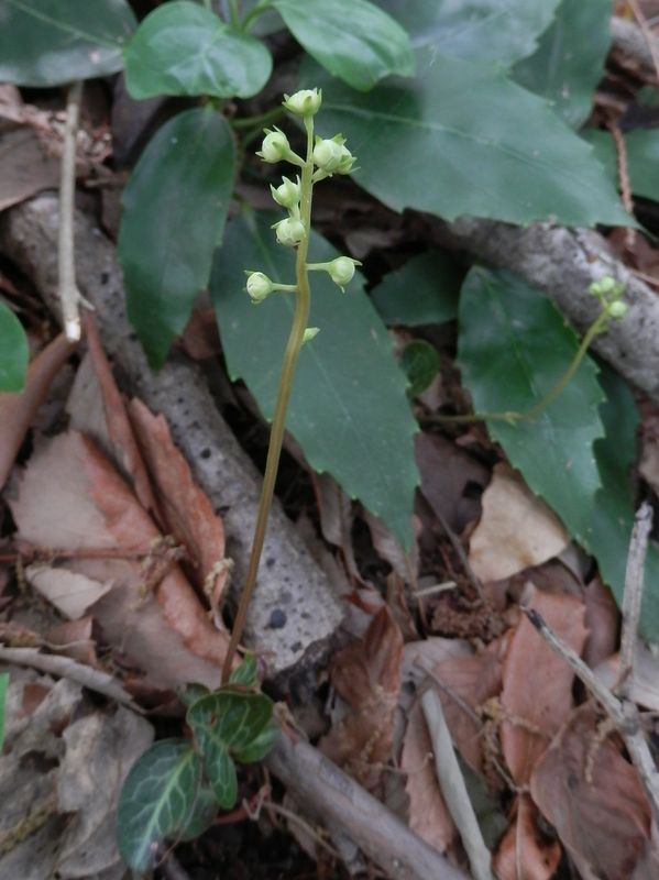 未開花のイチヤクソウ