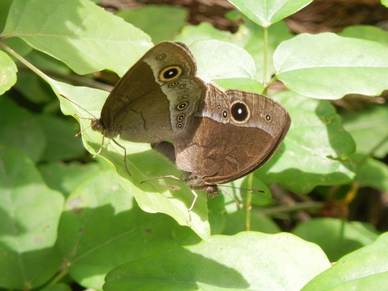 コジャノメのペア