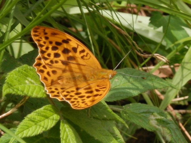 クモガタヒョウモン