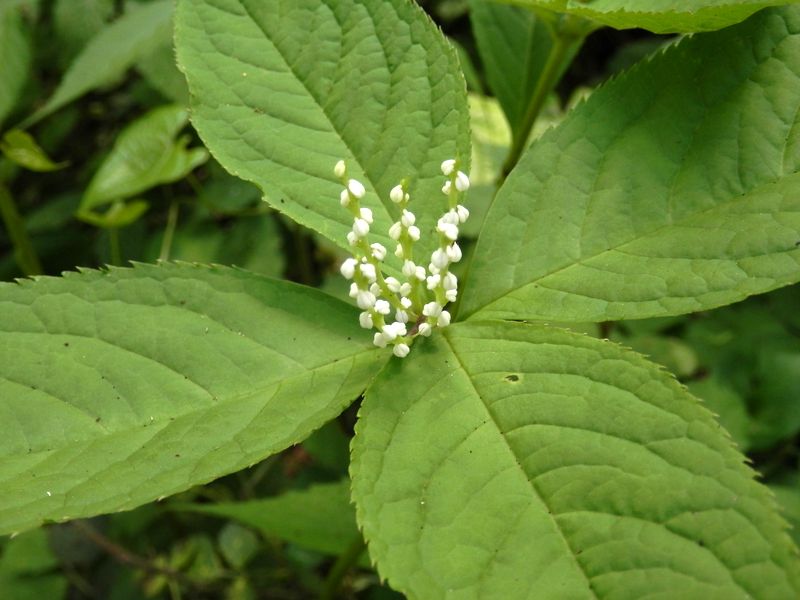 五本立てのフタリシズカ