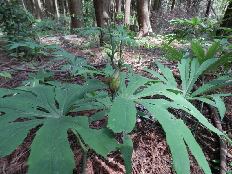 p5229569.jpg (large)