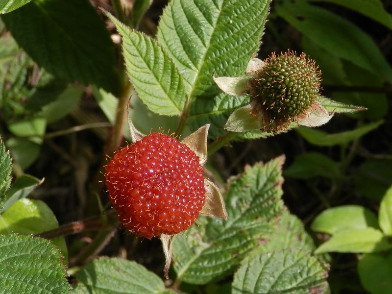 クサイチゴの実