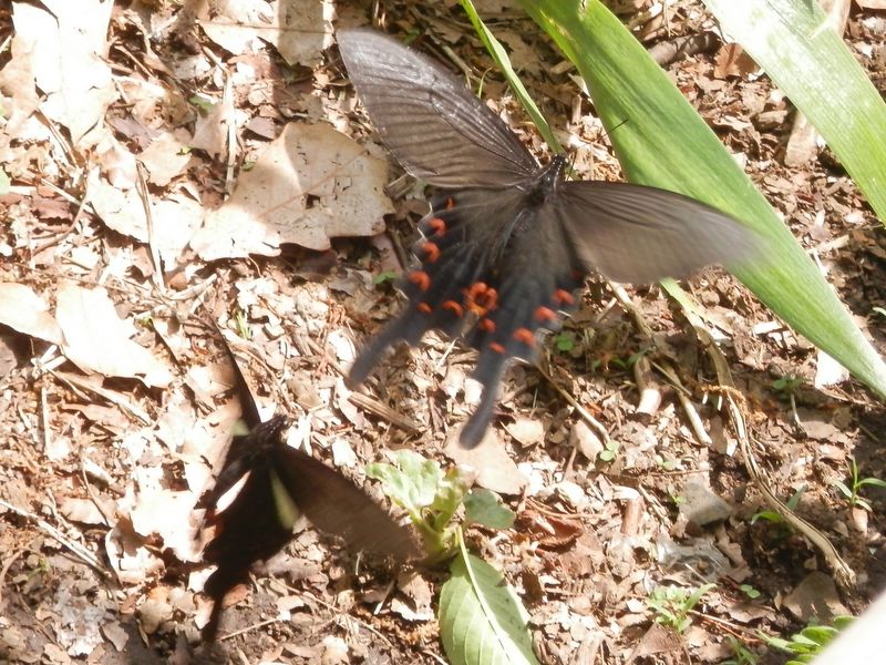 オナガアゲハのペアリング