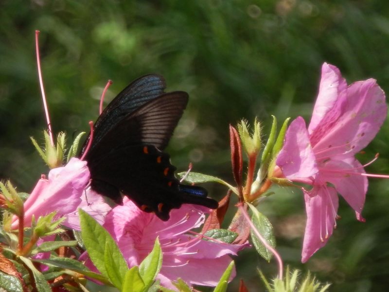ツツジから吸密するカラスアゲハ