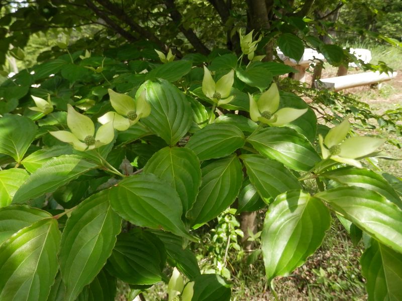 p5229598.jpg (large)