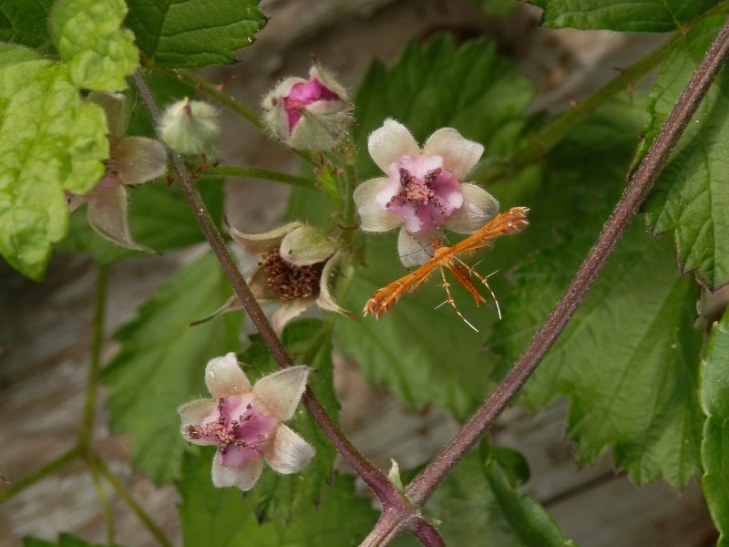 ナワシロイチゴにエイリアンのような虫