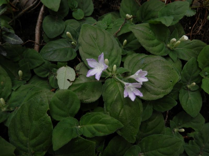 イナモリソウはつぼみがたくさんあった