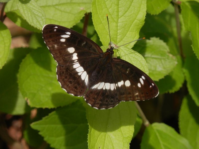 イチモンジチョウ