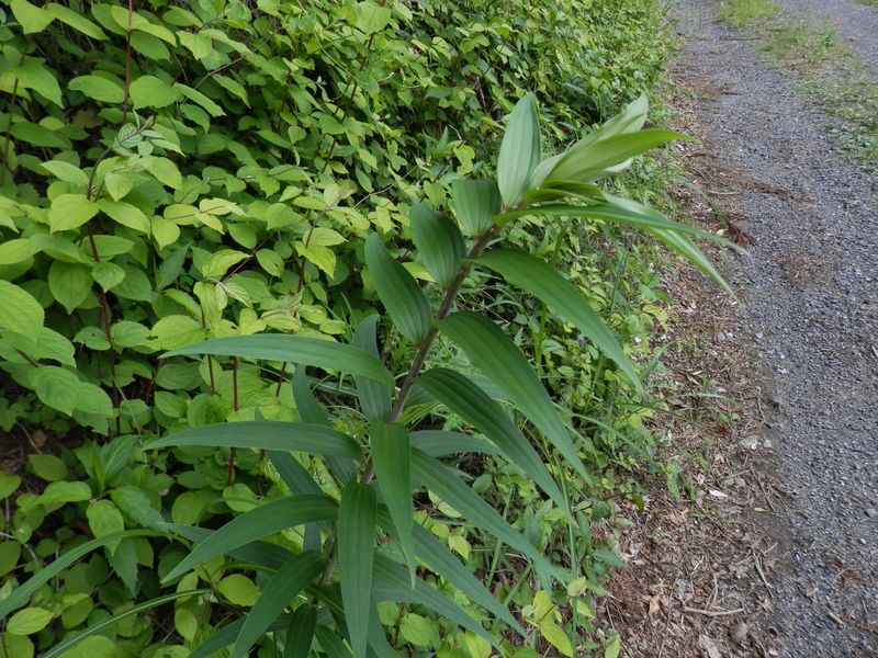 ヤマユリが咲くのはまだしばらく先