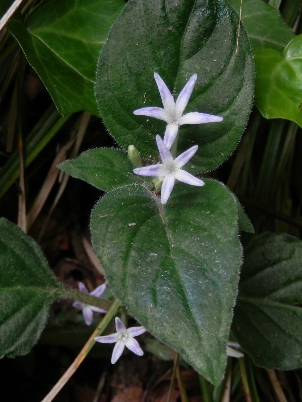 ホシザキイナモリソウ