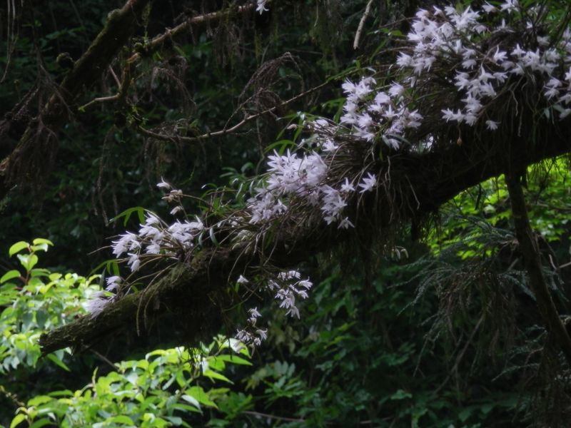 谷間の杉の木のセッコク