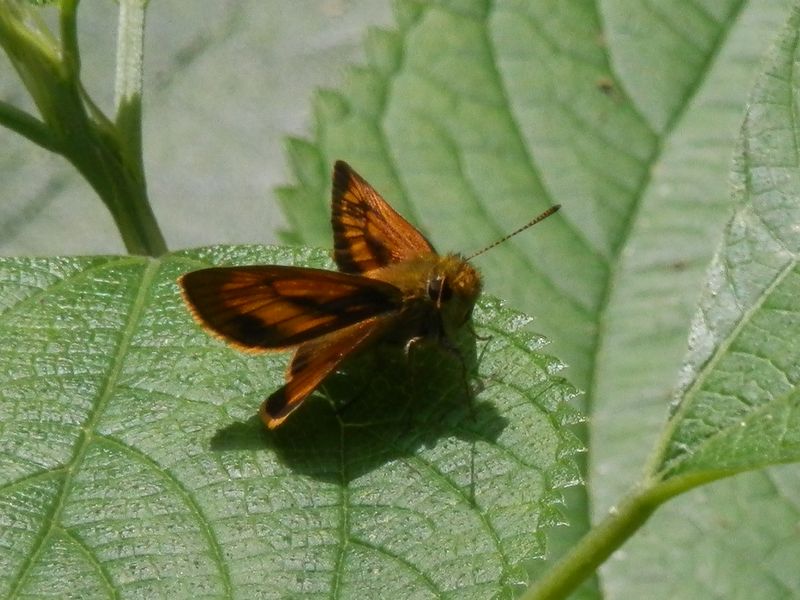 ヒメキマダラセセリ