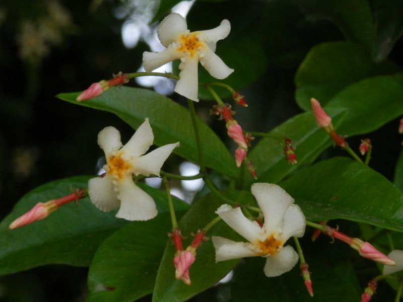 テイカカズラの花とつぼみ