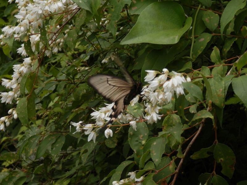 ジャコウアゲハとウツギ