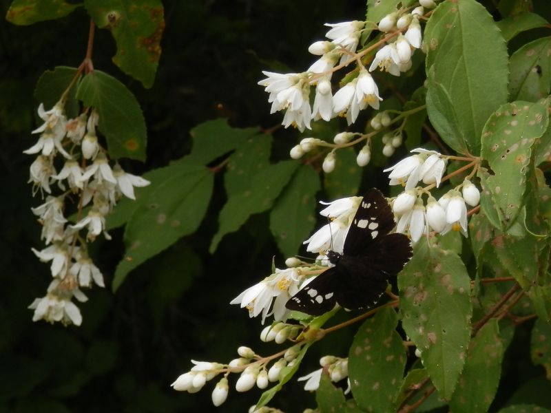 ダイミョウセセリとウツギ