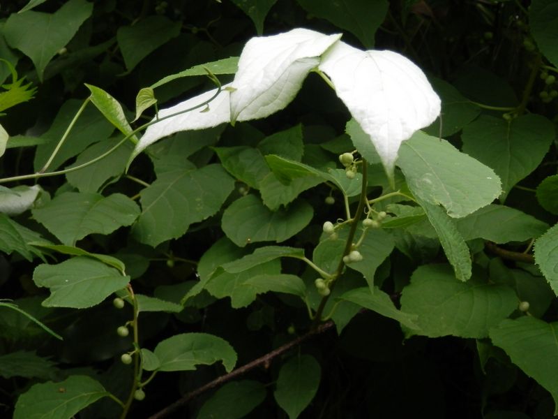 マタタビの葉とつぼみ