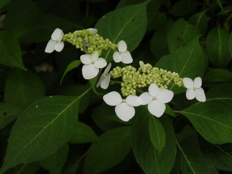 装飾花のきれいなヤマアジサイ