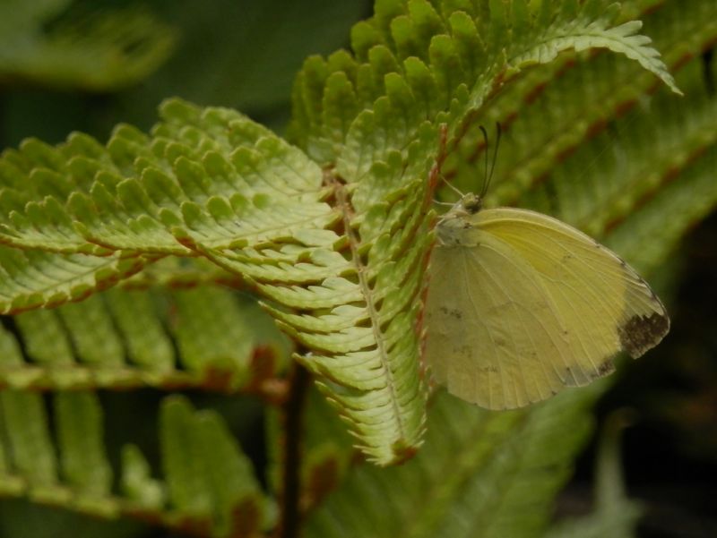 シダに止まったキタキチョウ