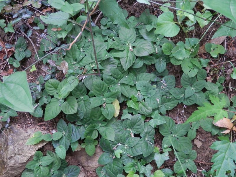 11日前につぼみだったイナモリソウの群落