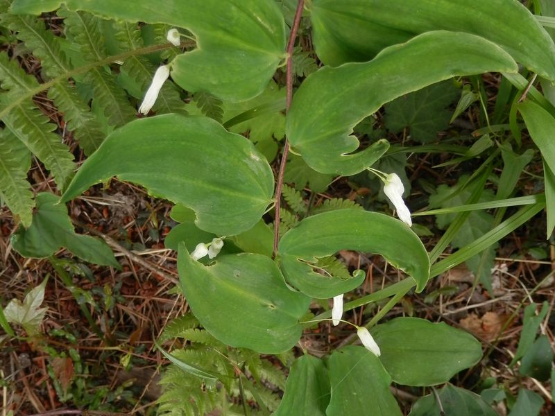 ミヤマナルコユリ