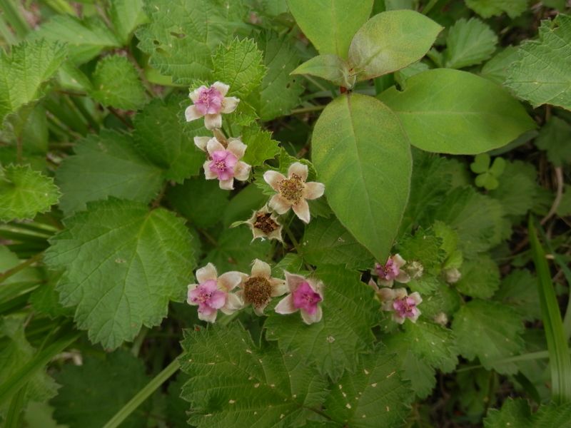 ナワシロイチゴ