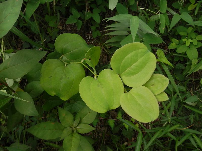 サルトリイバラの花を見たかった
