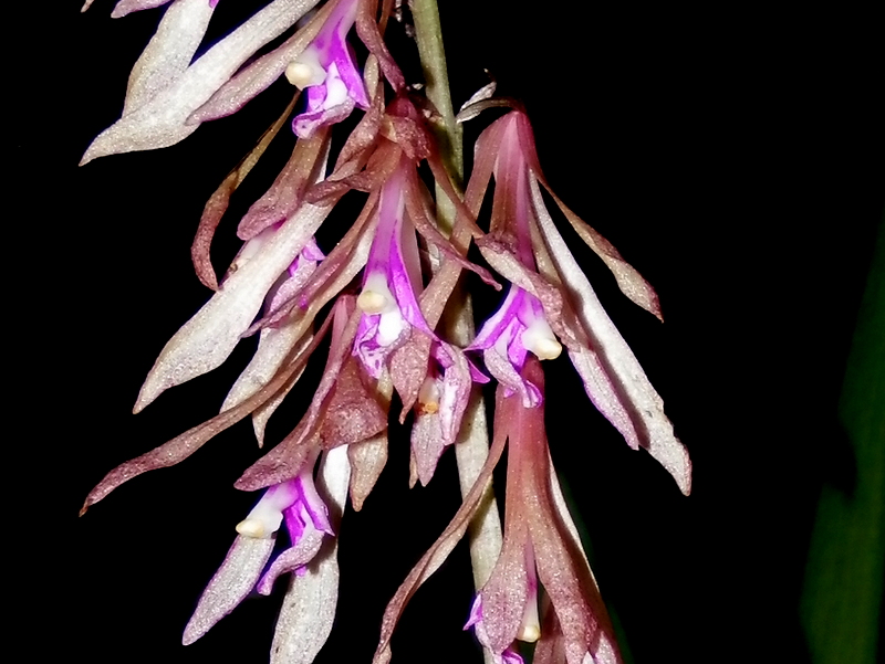 サイハイランをフラッシュ撮影