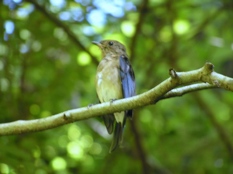 高尾山・野草園 -- 若いオオルリの祝福を受ける