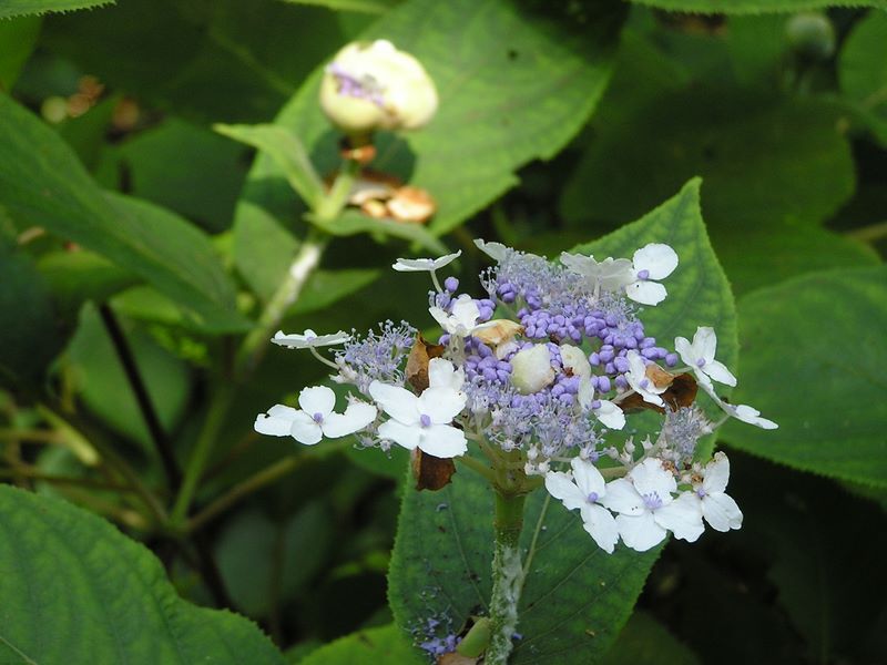 高尾山・野草園 -- 咲いたタマアジサイ