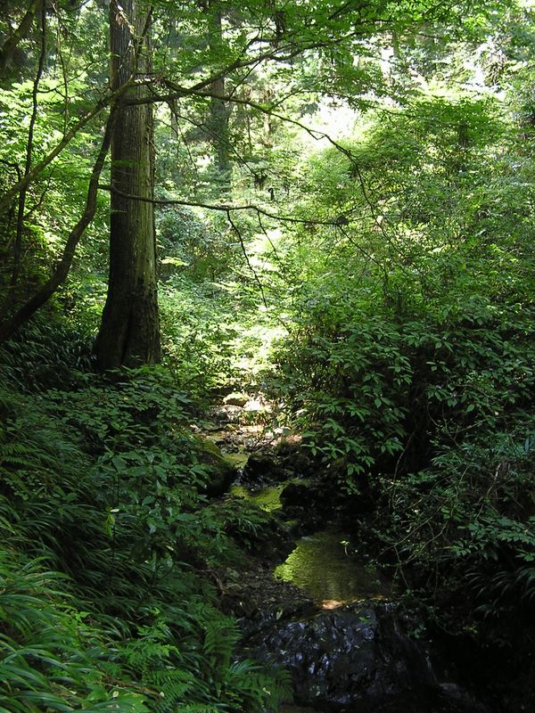 高尾山・野草園 -- この沢の右岸を登る