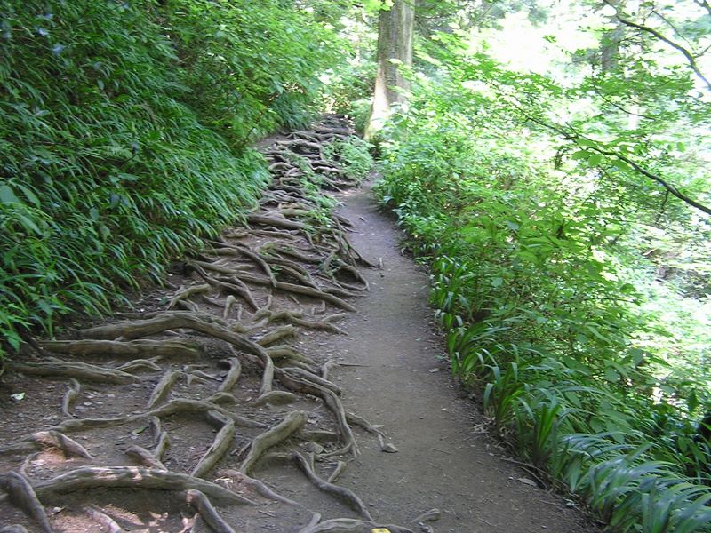 高尾山・野草園 -- 杉の根か