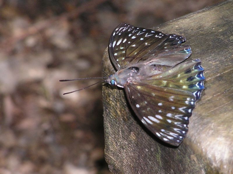 高尾山 -- スミナガシは目が青い