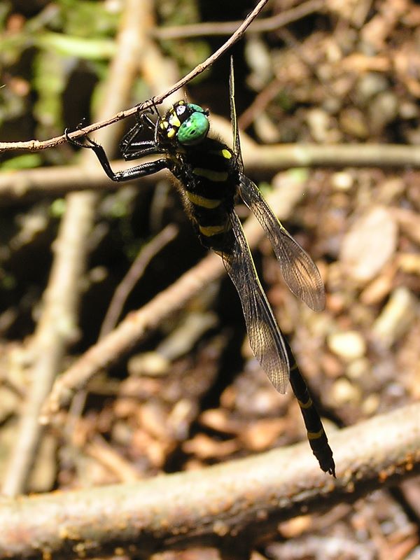 高尾山・野草園 -- とまったオニヤンマ（ぼくの写真を撮ってね）