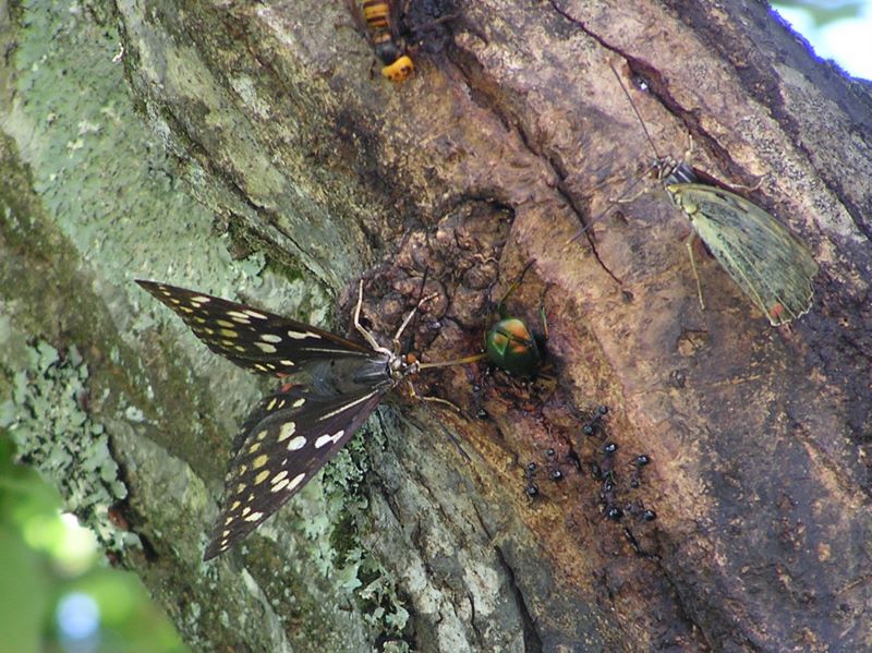 高尾山・野草園 -- オオムラサキとカナブンとスズメバチ