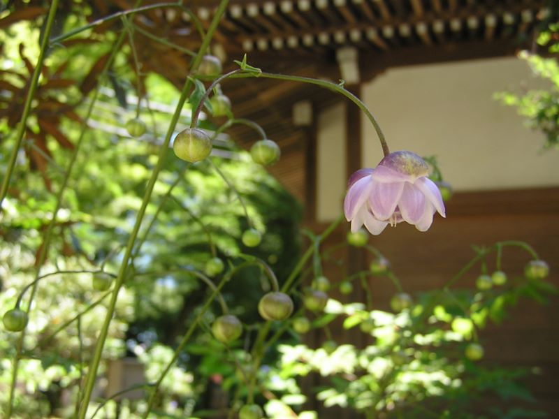 高尾山・野草園 -- 大師堂のレンゲショウマ