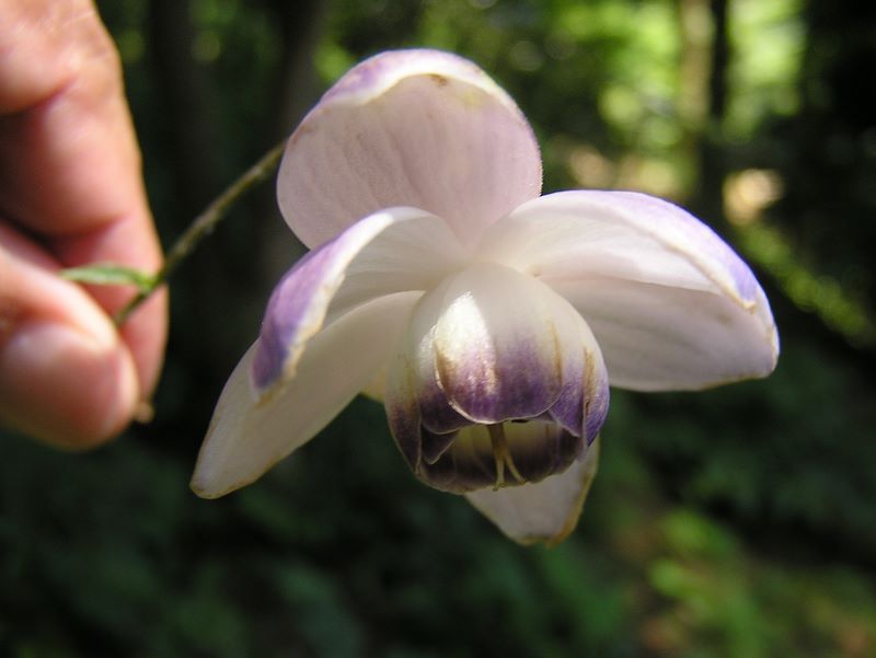 高尾山・野草園 -- レンゲショウマ